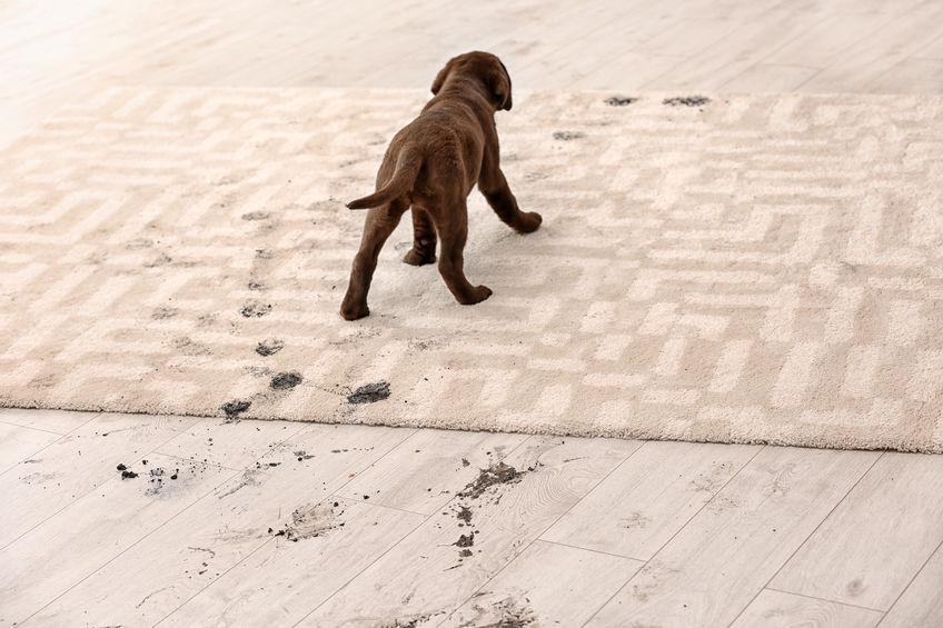 puppy leaving muddy paw prints on carpet