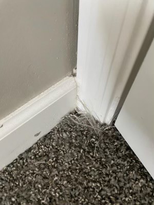 Can Ripped Carpet Be Repaired?