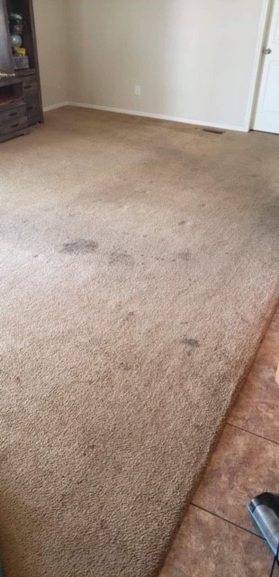 Professional Carpet Cleaning Services In Phoenix Az