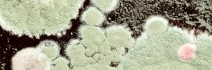 Water Damage Carpet Restoration Services in Phoenix, AZ