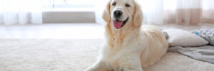 Professional Carpet Cleaner in Phoenix, AZ